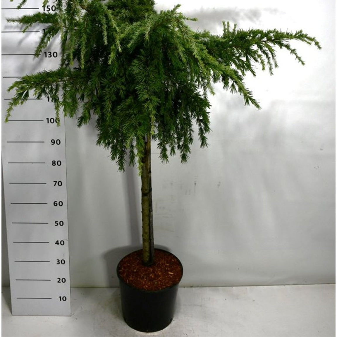 Himalayaceder – Cedrus deodara 'Feelin' Blue' - 80 CM Stem C20
